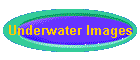 Underwater Images